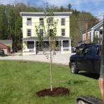 Historic Streetscape Tree Planting