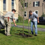 Historic Streetscape Tree Planting
